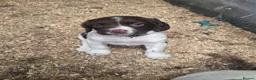 English Springer Spaniel dogs for sale: Farm bred springer spaniel puppies - Advert 1