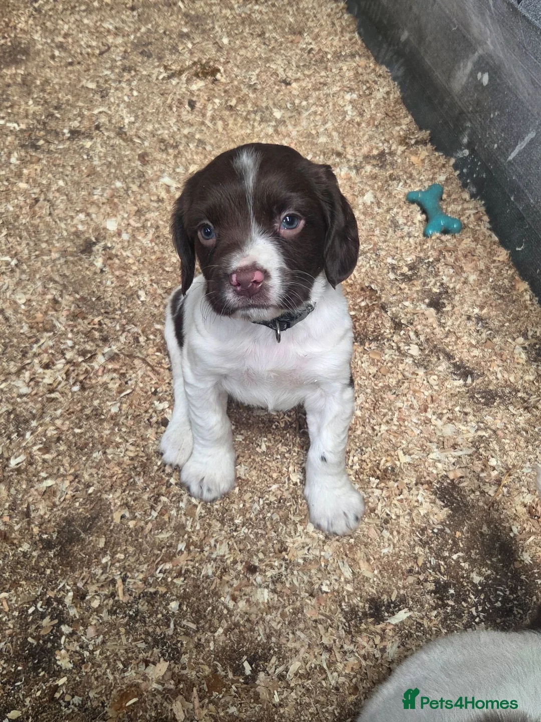 English Springer Spaniel dogs for sale: Farm bred springer spaniel puppies - Advert 1