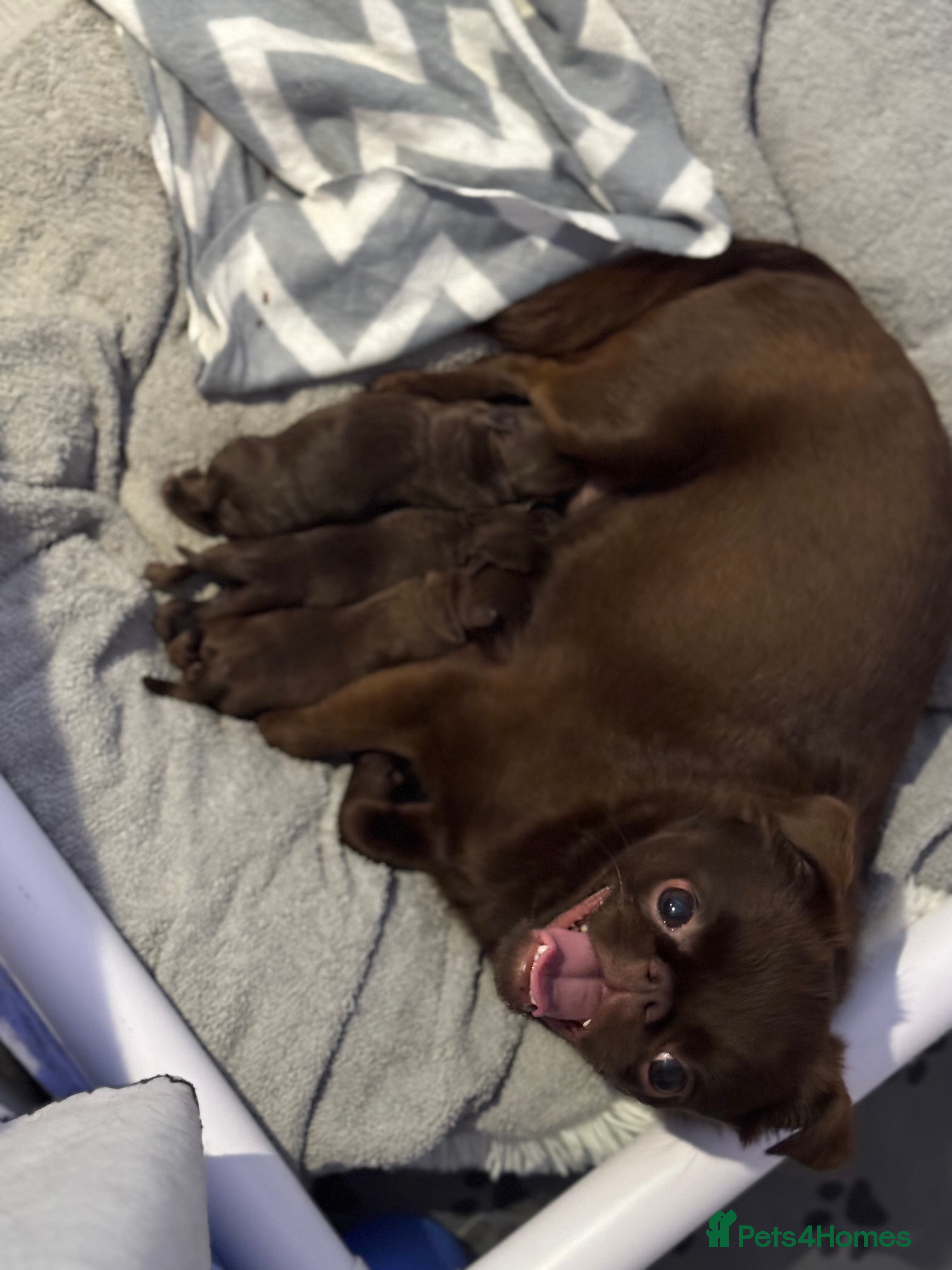 Griffon Bruxellois dogs Gorgeous Griffon Puppies  - Advert 15