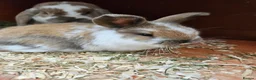Mini Lop rabbits for sale: Mother & Bunnie for sale together  - Advert 11