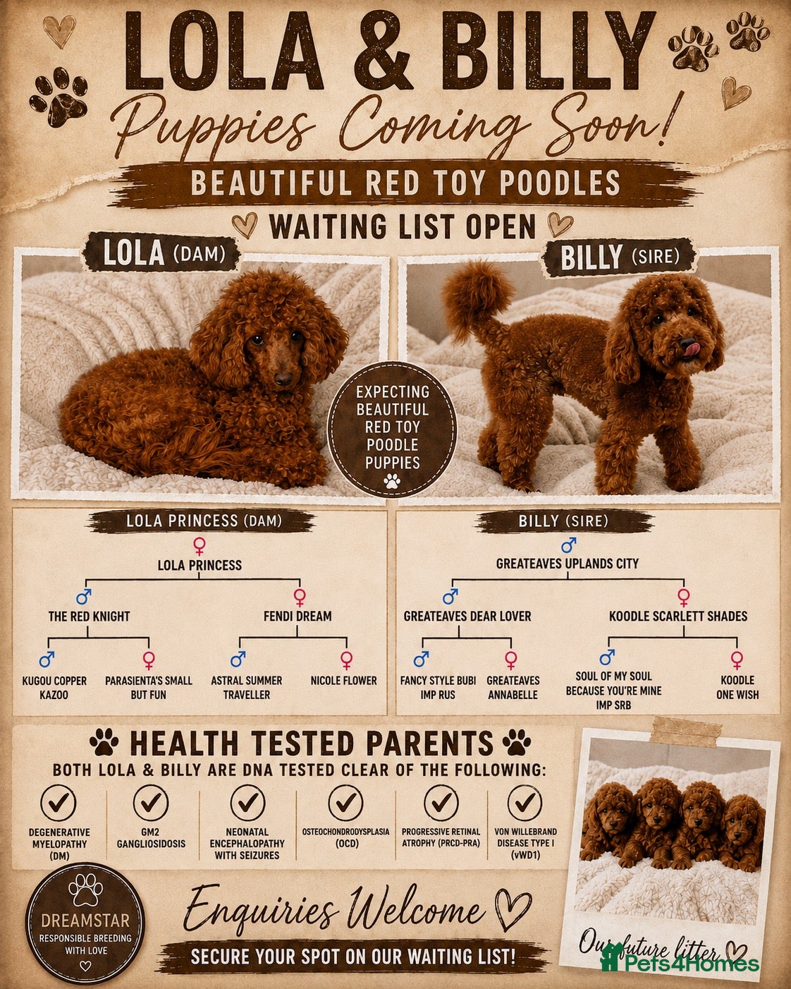 Toy Poodle dogs Waiting List Open 💞🏆 - Advert 14