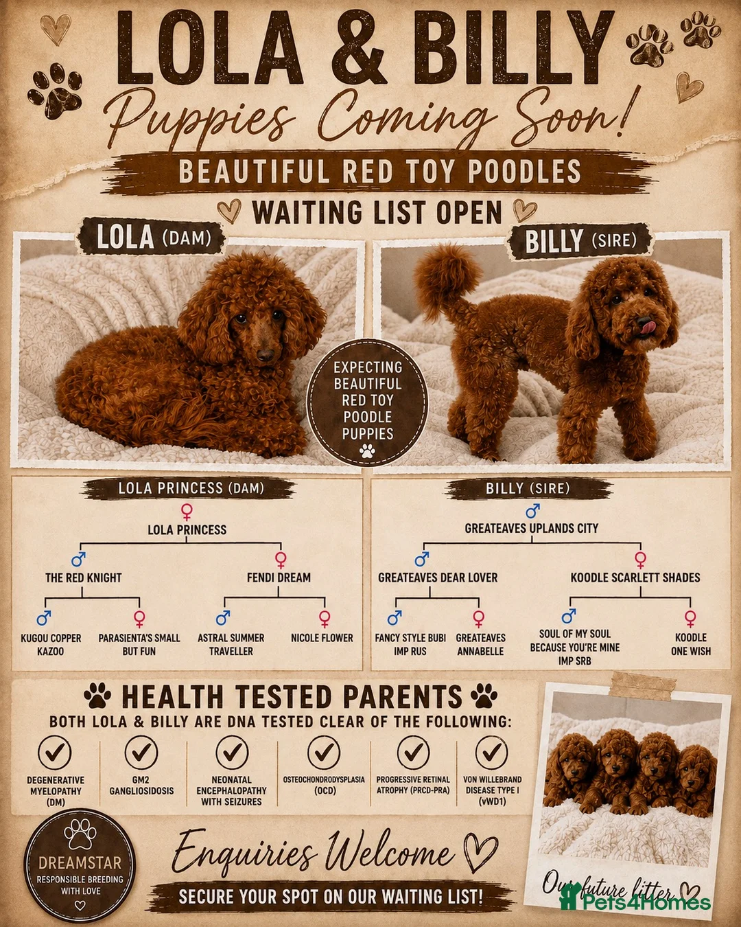 Toy Poodle dogs for sale: Waiting List Open 💞🏆 - Advert 1