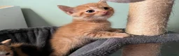 Mixed Breed cats for sale: 3 beautiful kittens  - Advert 9