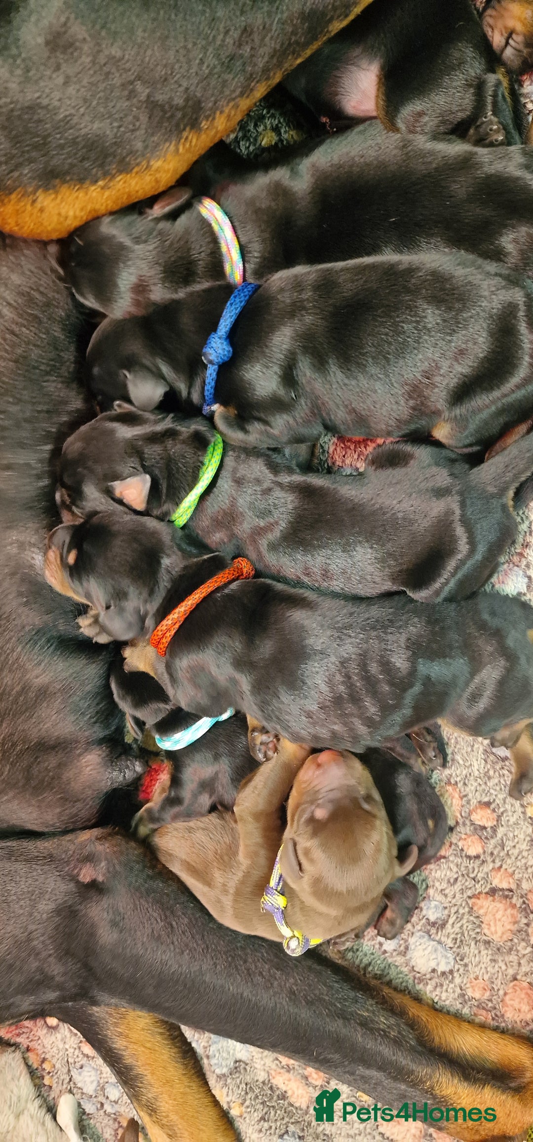 Dobermann dogs for sale: Top line doberman puppies - Image 36