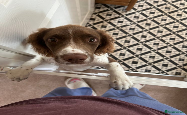 English Springer Spaniel dogs - Advert 1