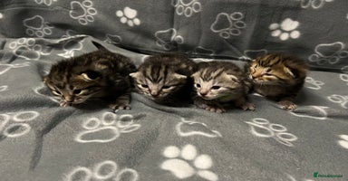 Bengal cats - Advert 10