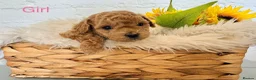 Lhasapoo dogs for sale: Lhasapoo pups (doodles) F1b  - Advert 33