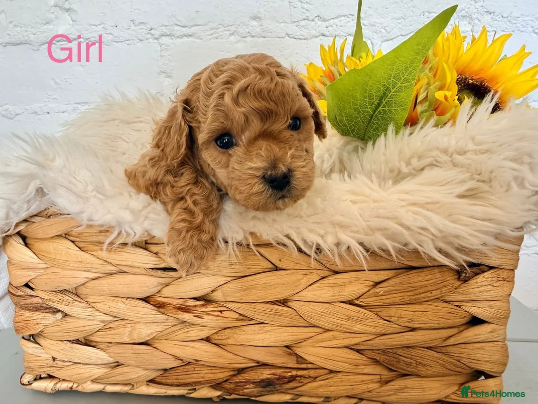 Lhasapoo dogs for sale: Lhasapoo pups (doodles) F1b  - Advert 33
