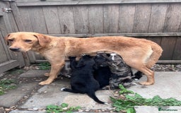 Mixed Breed dogs for sale: Lurcher x lab pups READY NOW!! - Image 15