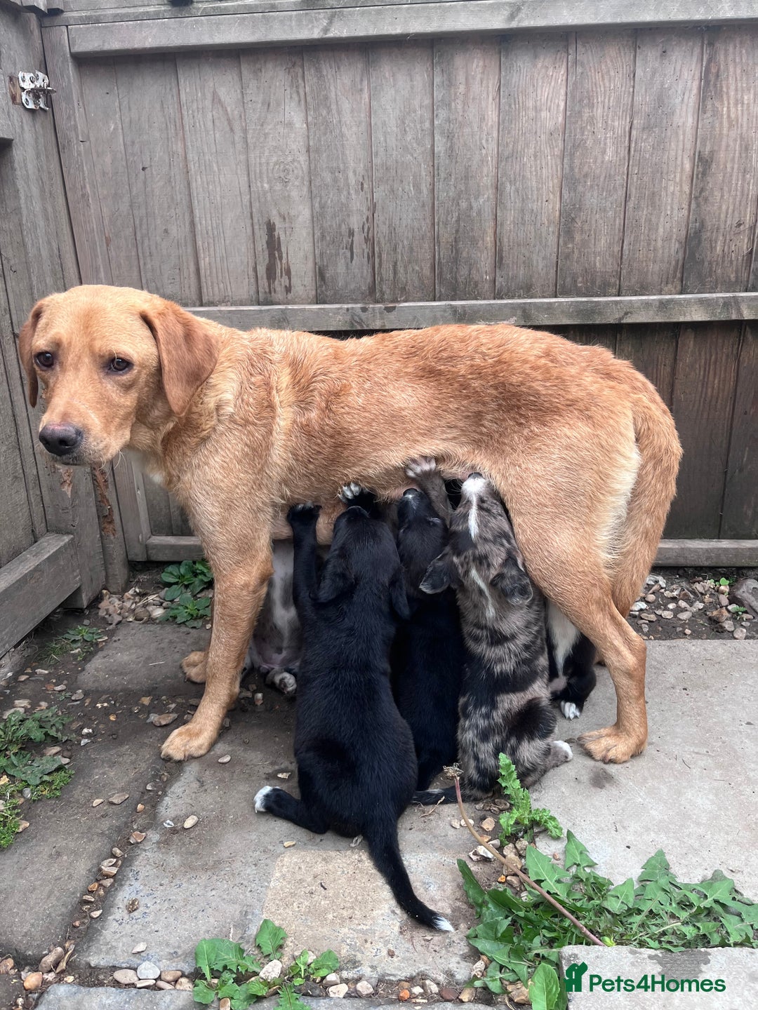 Mixed Breed dogs for sale: Lurcher x lab pups READY NOW!! - Image 15