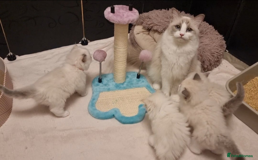 Ragdoll cats for sale: Pedegree stuning Ragdoll kittens - Advert 2