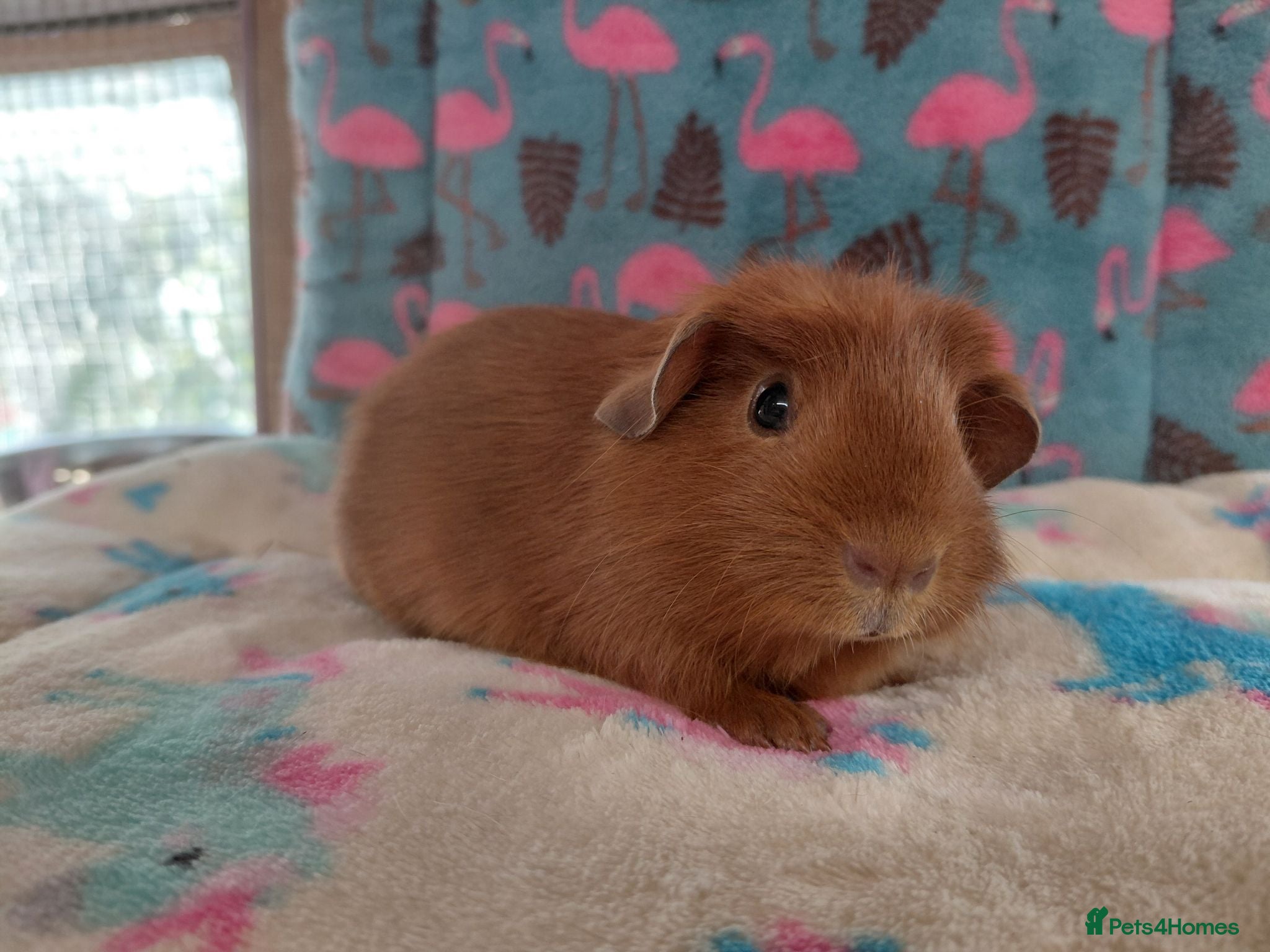 Guinea Pig rodents Baby Golden Crested Sow RTL - Advert 12