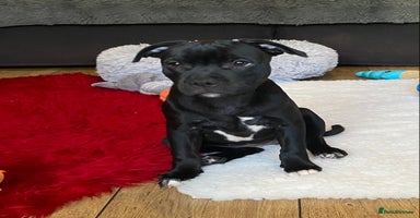 Staffordshire Bull Terrier dogs in Swansea - Advert 2