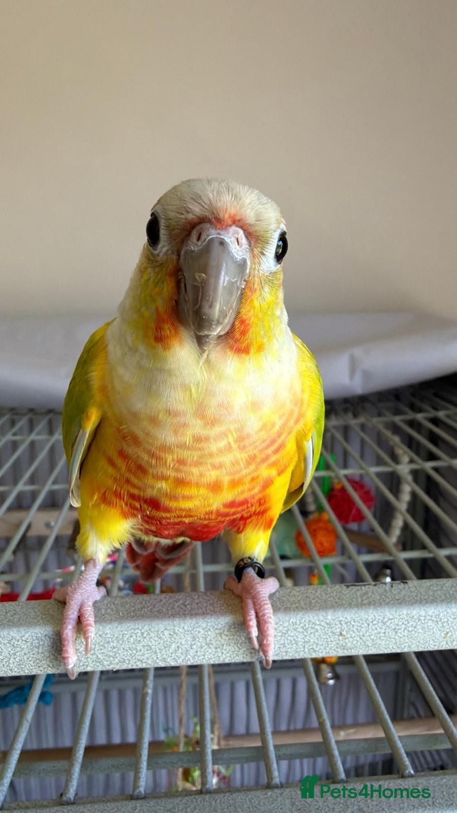Conures birds Pineapple GC Conure - Advert 1