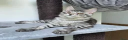 Maine Coon cats for sale: Maine Coon Kittens Fife Registered  - Advert 8