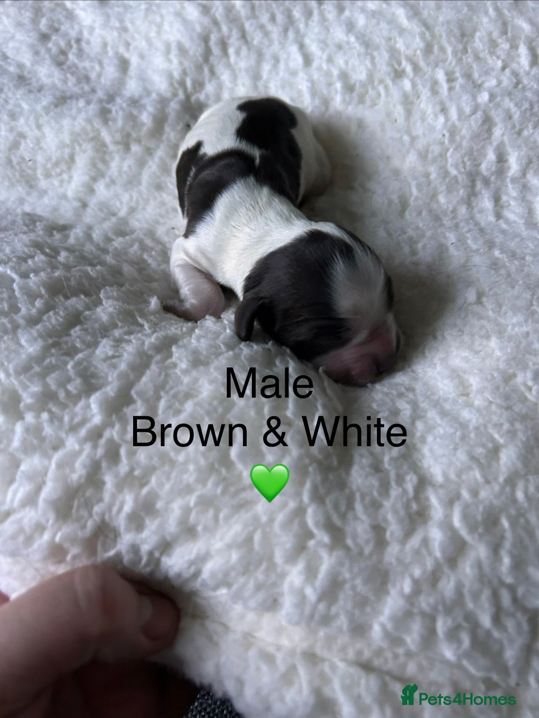 Cocker Spaniel dogs for sale: Cocker Spaniel Puppies - Advert 8