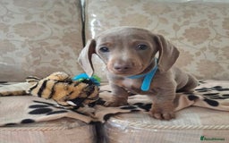 Miniature Dachshund dogs for sale: Miniature dachshund puppies - Image 19