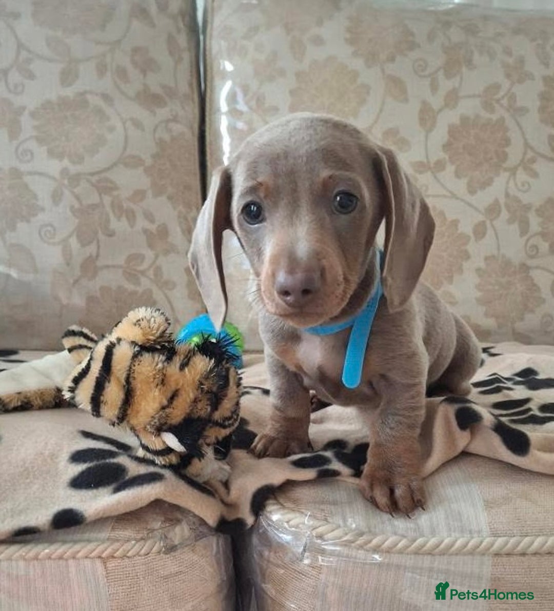 Miniature Dachshund dogs for sale: Miniature dachshund puppies - Image 19