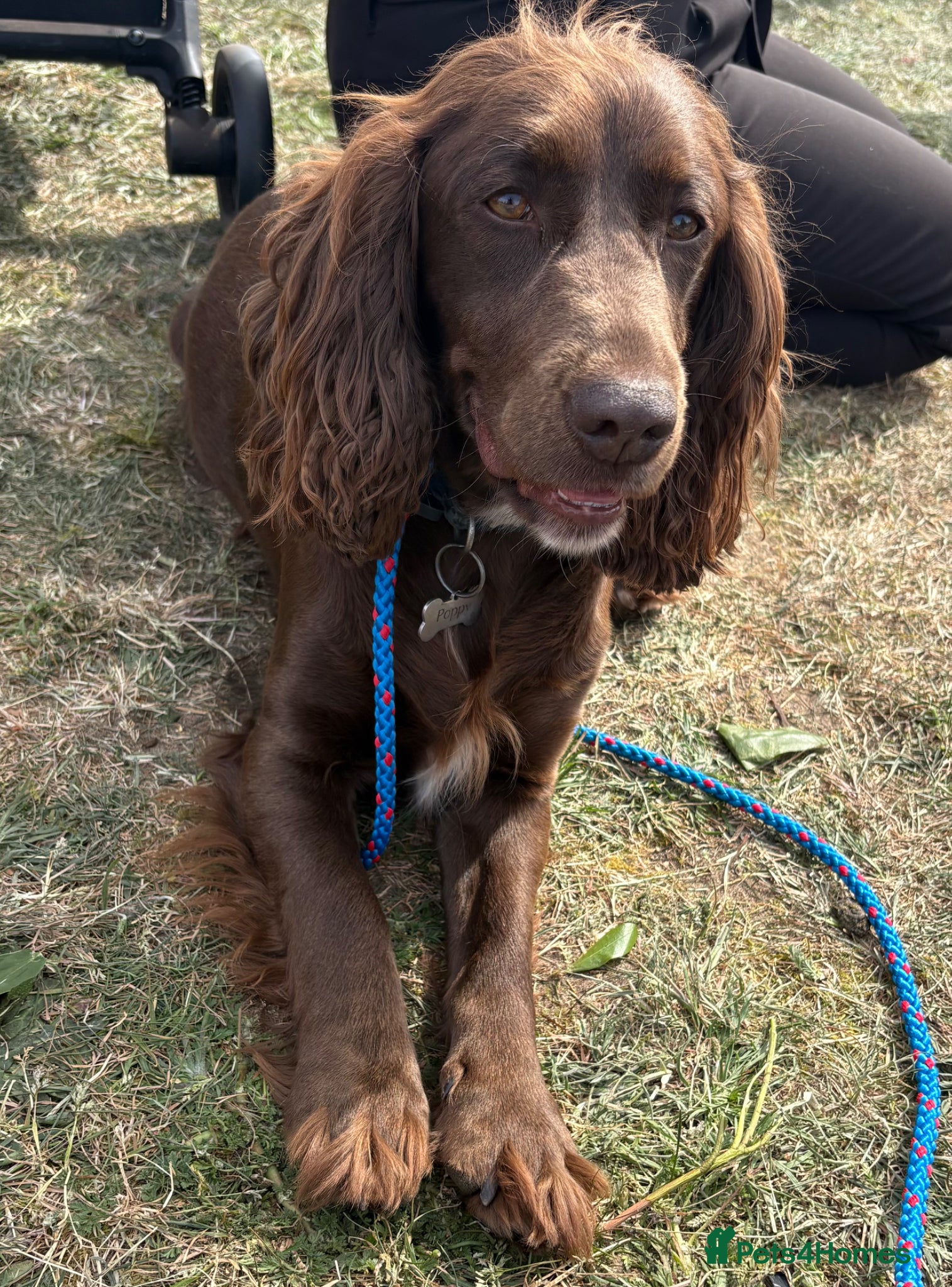 Cocker Spaniel dogs Litter of 10 gorgeous working Cocker Spaniels - Advert 18