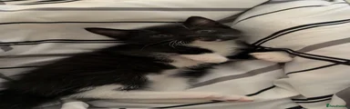 Mixed Breed 3