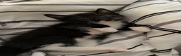 Mixed Breed cats for sale: Tuxedo kittens - Advert 6