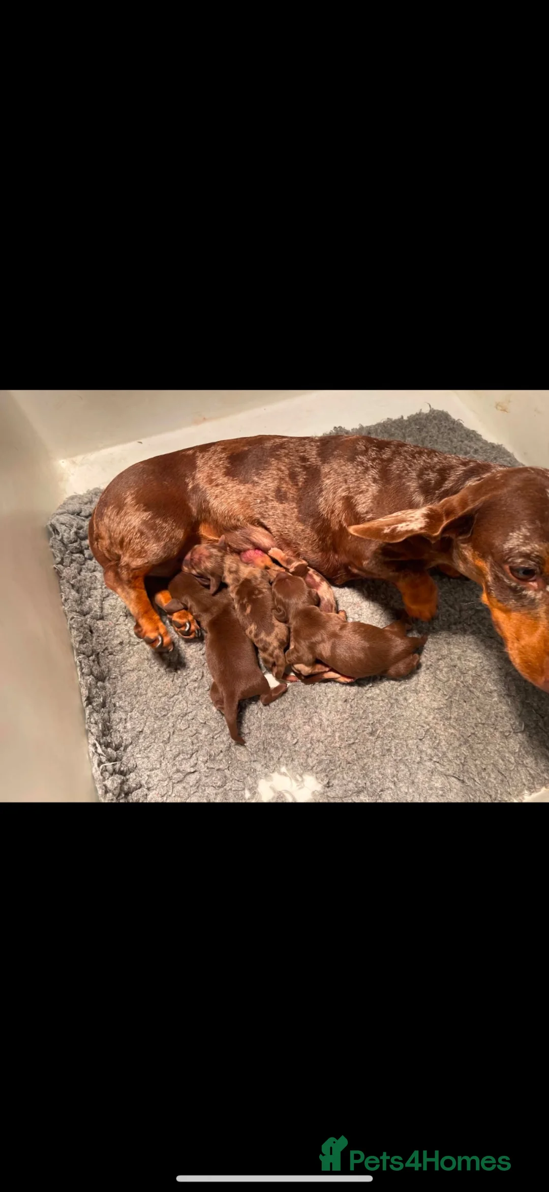 Miniature Dachshund dogs for sale: Kennel club registered mini dachshund puppies  - Advert 6