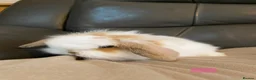 Mini Lop rabbits for sale: Mini lop litter ready soon. - Advert 3