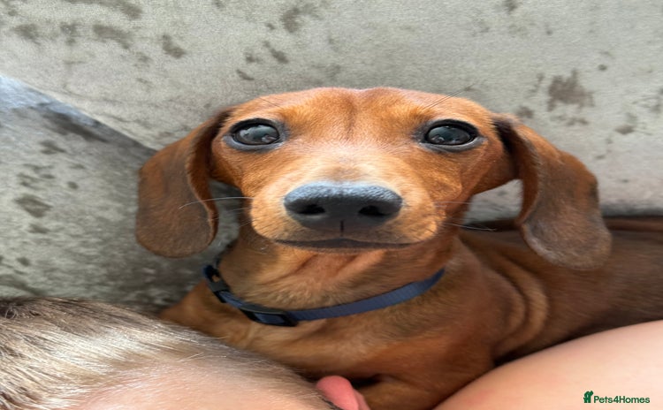 Dachshund dogs - Advert 4