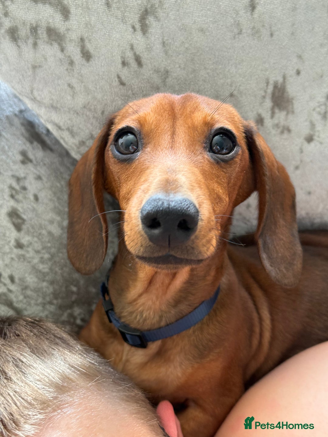 Dachshund dogs for sale: Brindle / champagne dashound BOY - Image 1
