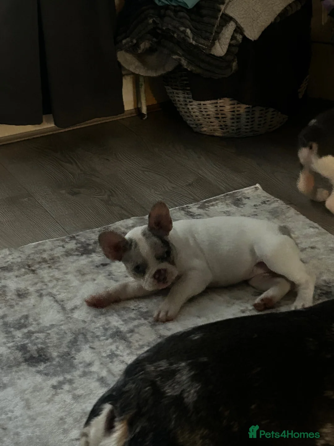 French Bulldog dogs for sale: beautiful french bull dog puppies - Advert 1