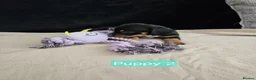 Jackshund dogs for sale: DachshundxJack Russell Puppies  in Martock - Advert 8