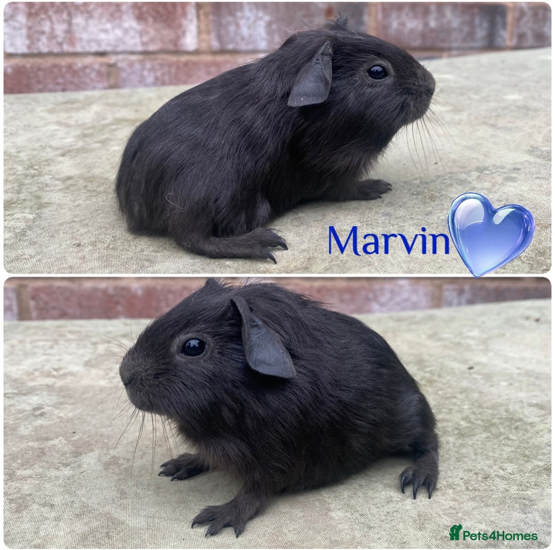 Guinea Pig rodents for sale: Pedigree Lunkarya/blue skinnypig carrier in Rotherham - Image 4