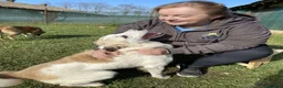 Mixed Breed dogs for adoption: Bizzy for adoption in Leighton Buzzard - Advert 4