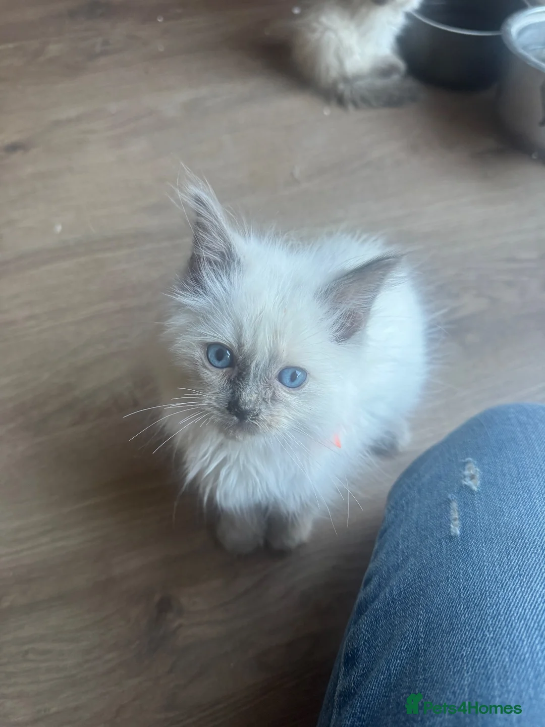 Ragdoll cats for sale: GCCF champion ragdoll kittens 🐱 ❤️ - Advert 2
