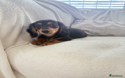 Miniature Dachshund dogs for sale: Minature dachshund  - Image 14