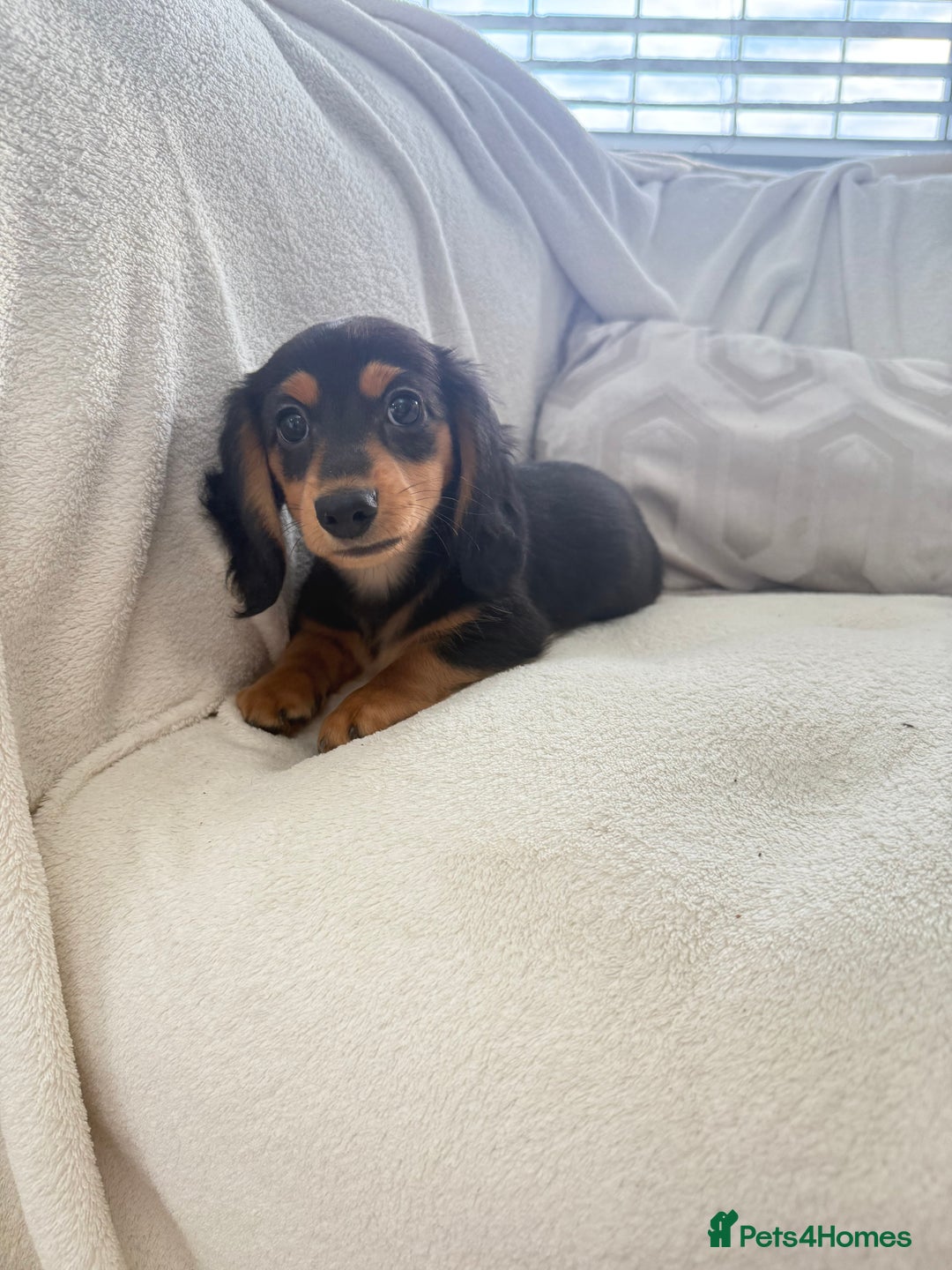 Miniature Dachshund dogs for sale: Minature dachshund  - Image 14