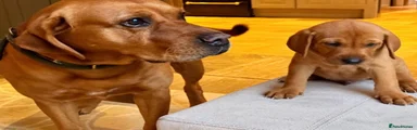Mixed Breed 3