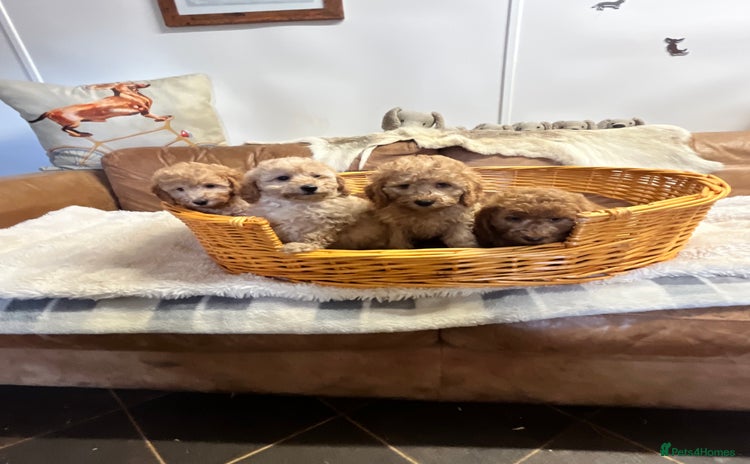 Miniature Poodle dogs - Advert 4