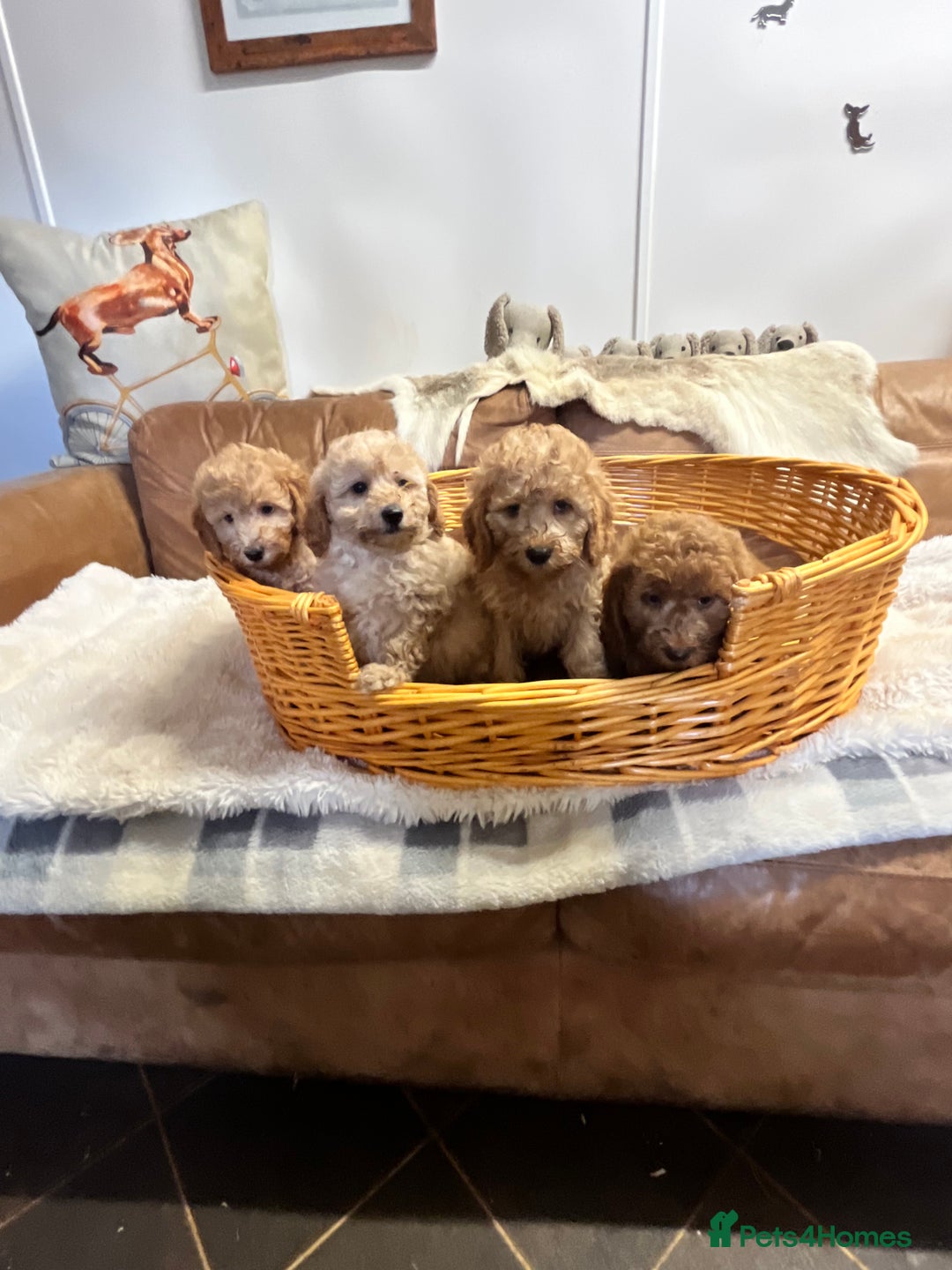 Miniature Poodle dogs for sale: gorgeous litter of Joy kc registered poodles - Image 1