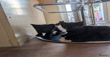 Mixed Breed cats - Advert 4