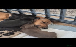 Miniature Dachshund dogs for sale: Male and female miniature dachshund  - Image 4