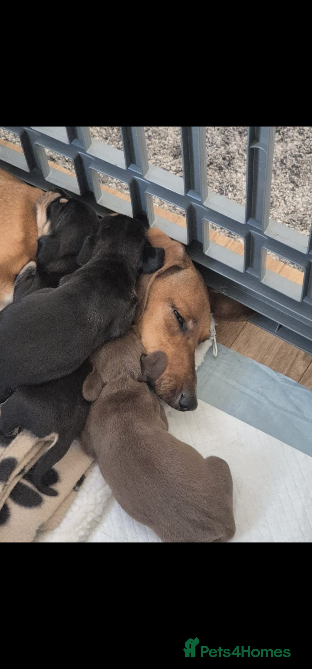 Miniature Dachshund dogs for sale: Male and female miniature dachshund  - Image 4