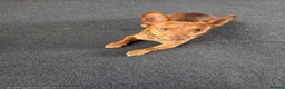 Jack Russell dogs for sale: 15 month old jack Russell in Hemel Hempstead - Advert 5