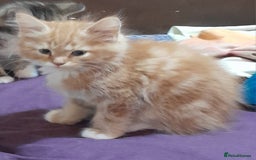 Mixed Breed cats for sale: 5 Beautiful gorgeous kittens 😺😼😻😸😹 - Image 4