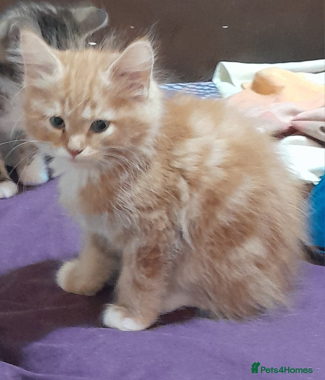 Mixed Breed cats for sale: 5 Beautiful gorgeous kittens 😺😼😻😸😹 - Image 4