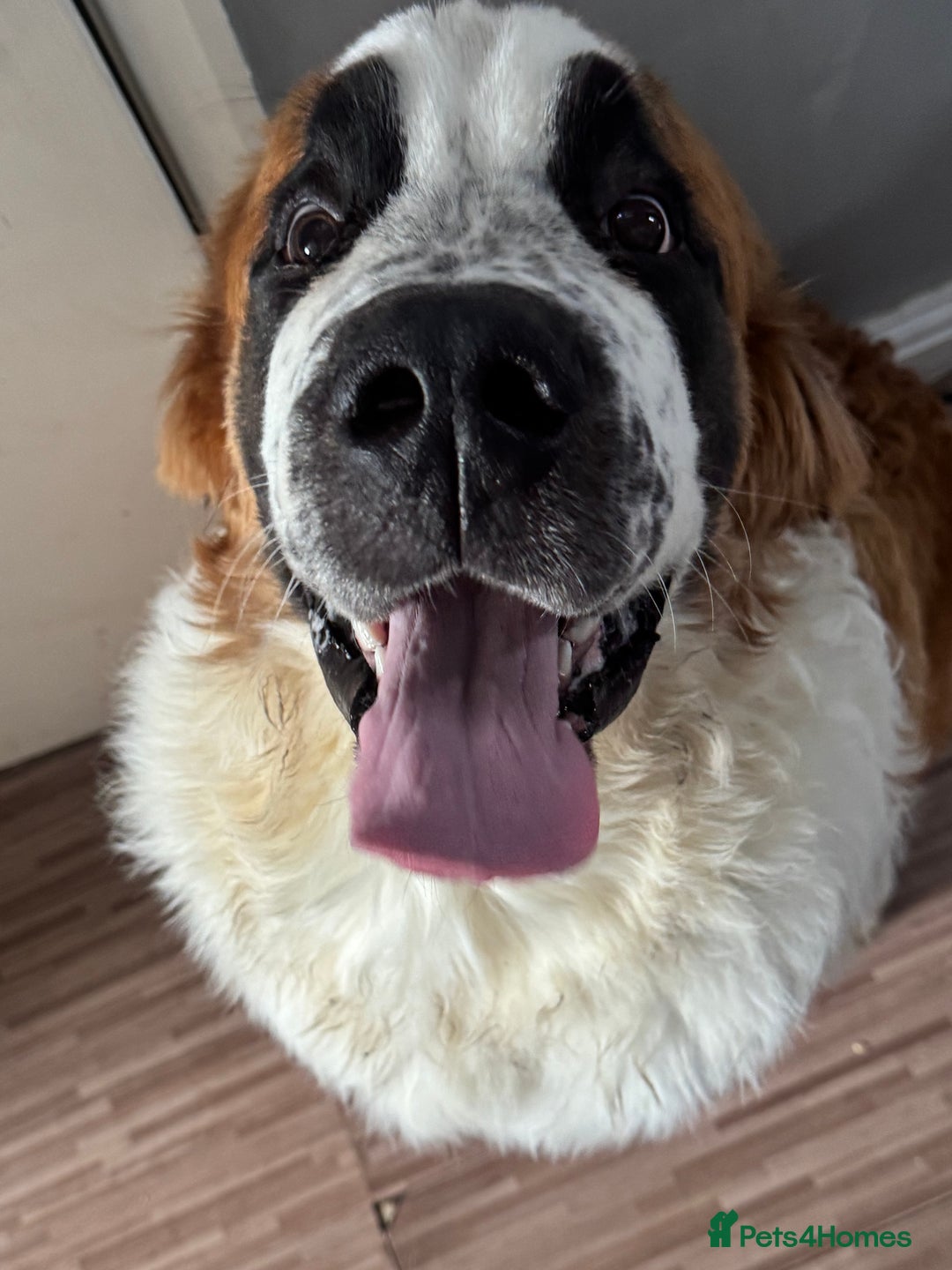 Saint Bernard dogs for sale: Saint Bernard pup  - Image 2