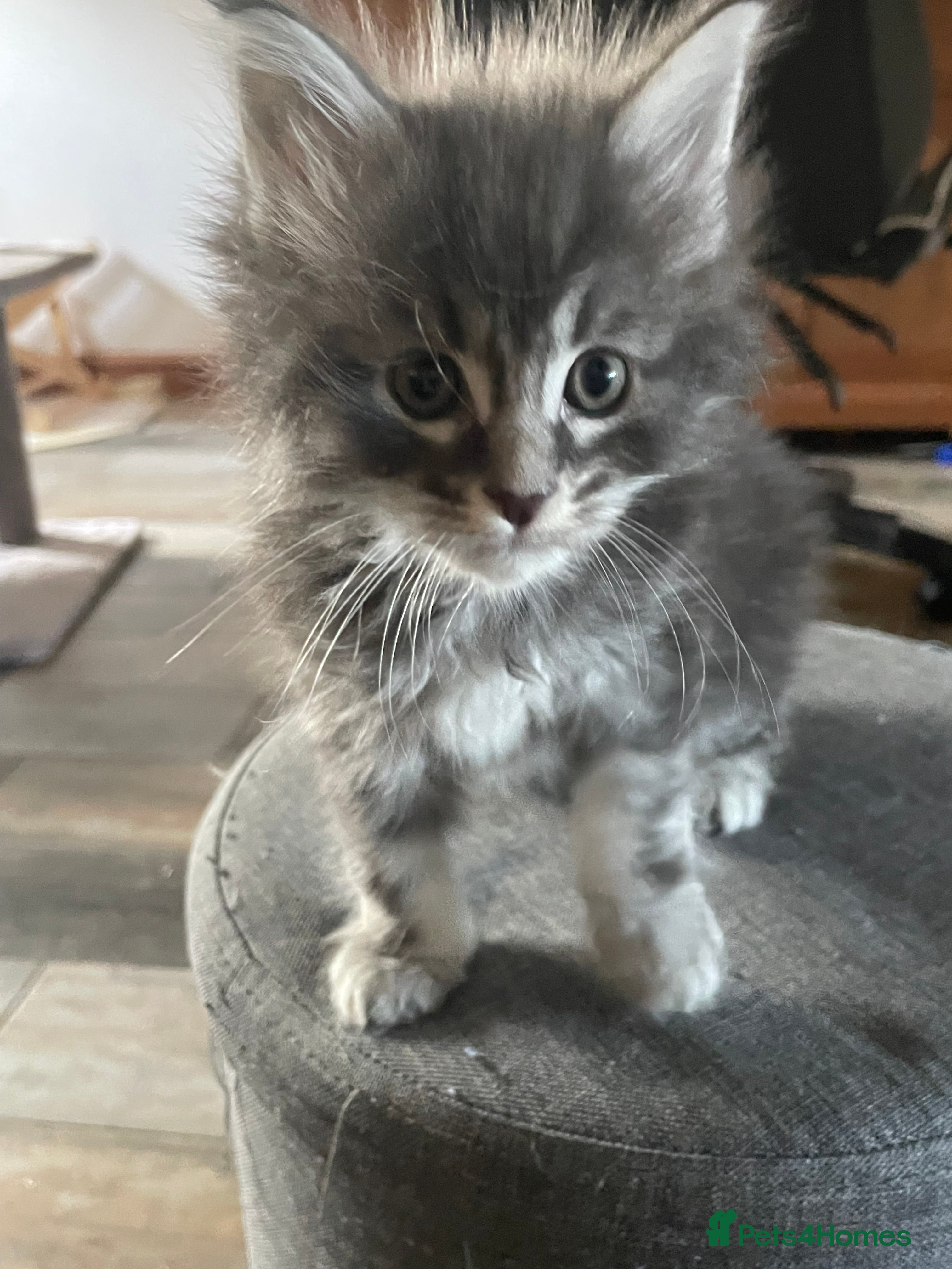 Maine Coon cats Maine coon kittens  - Advert 2