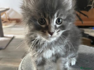 Maine Coon cats Maine coon kittens - Advert 1