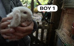 Mini Lop rabbits for sale: Friendly, Handled, Beautiful Baby Bunnies for Sale - Image 34