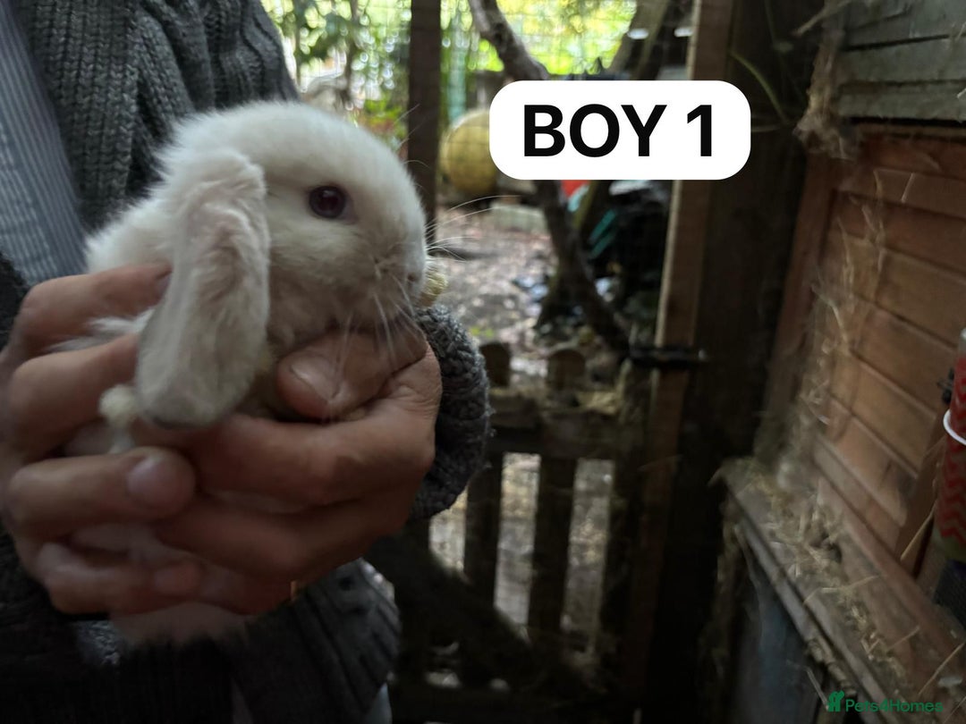 Mini Lop rabbits for sale: Friendly, Handled, Beautiful Baby Bunnies for Sale - Image 34